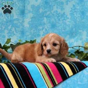 Kendal, Cavalier King Charles Mix Puppy